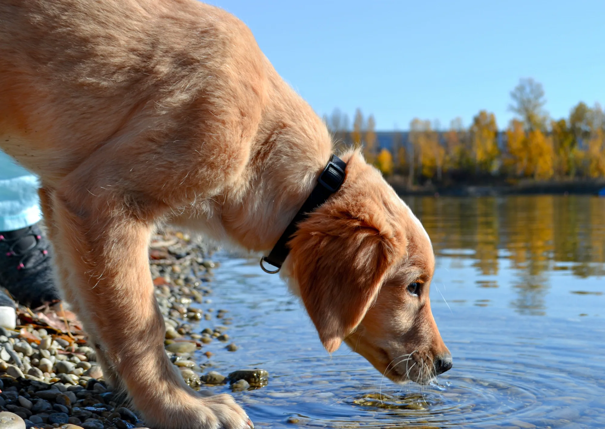 黃金獵犬在湖邊低頭飲水