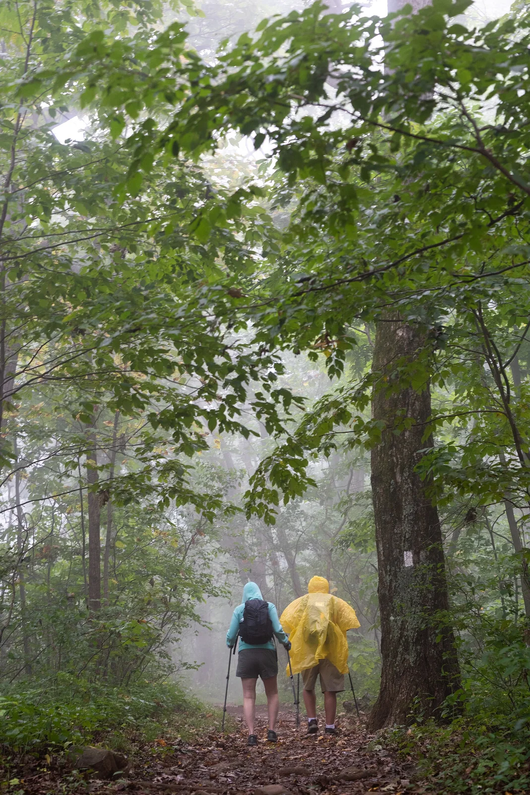 雨中行進的健行隊伍