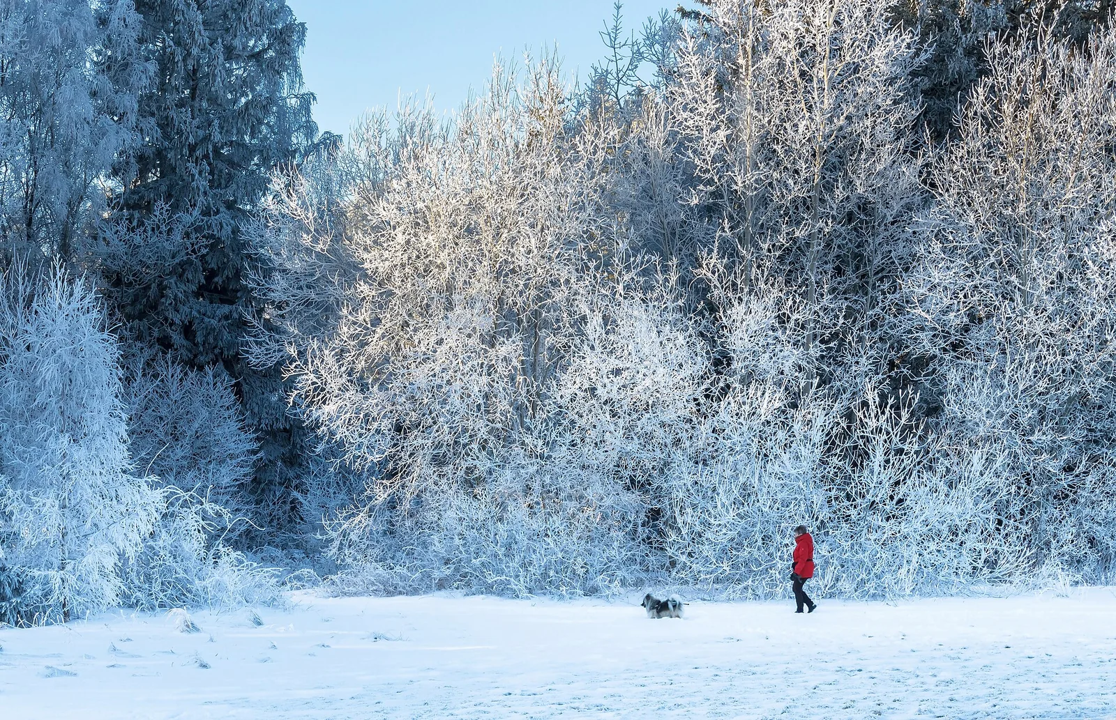 雪地步道上的行人與犬隻