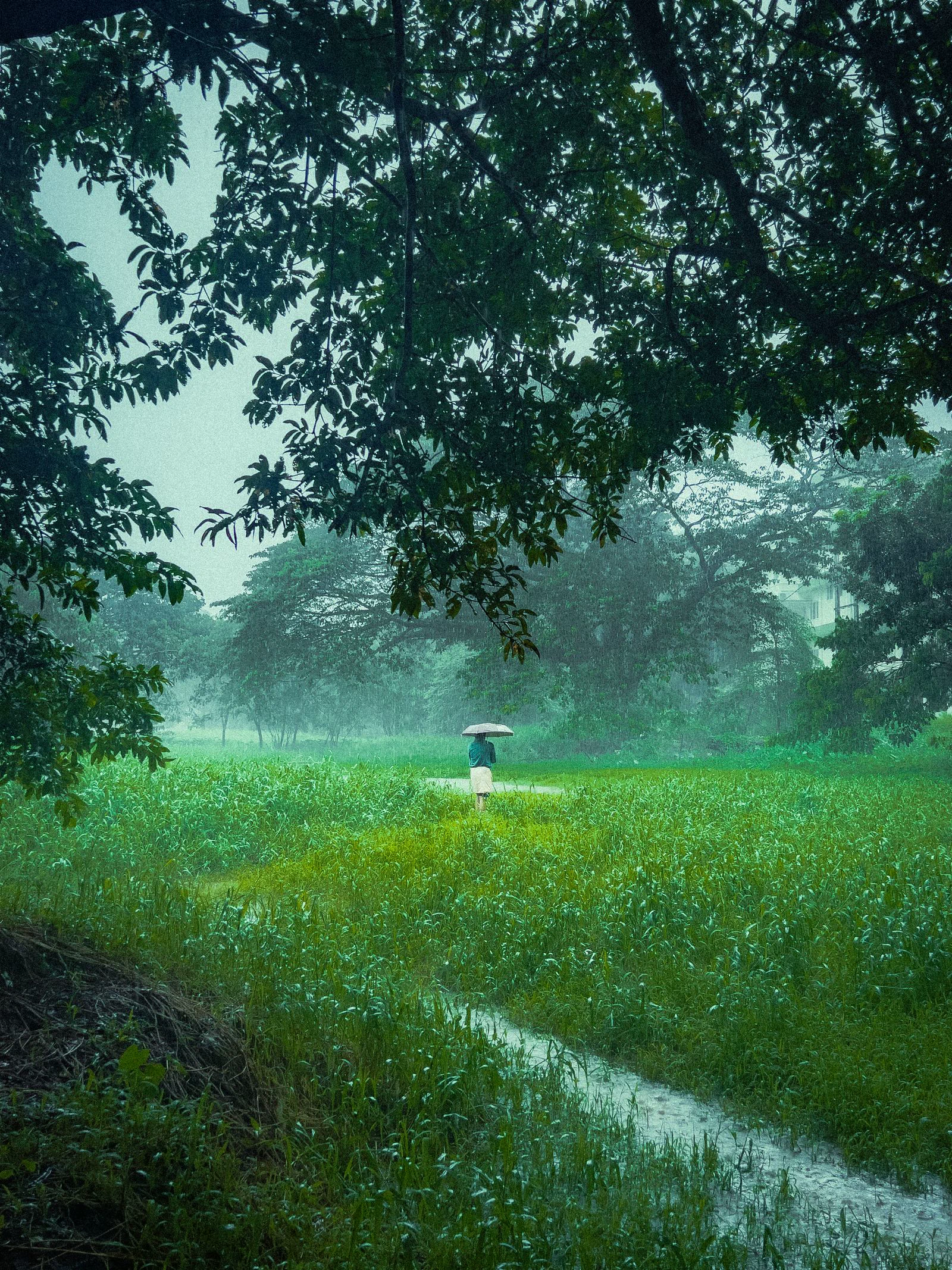 草地雨天與雨傘 一個人在下雨的綠色草地上撐傘前行。